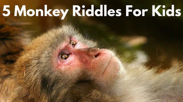 Monkey Riddles