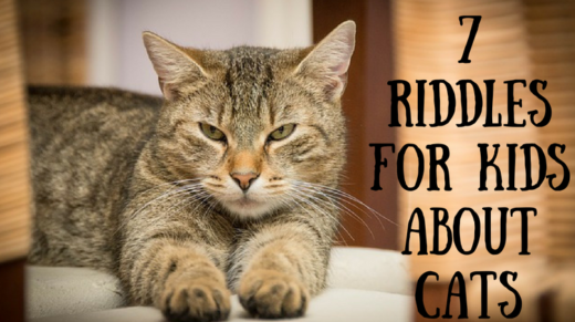 Riddles About Cats