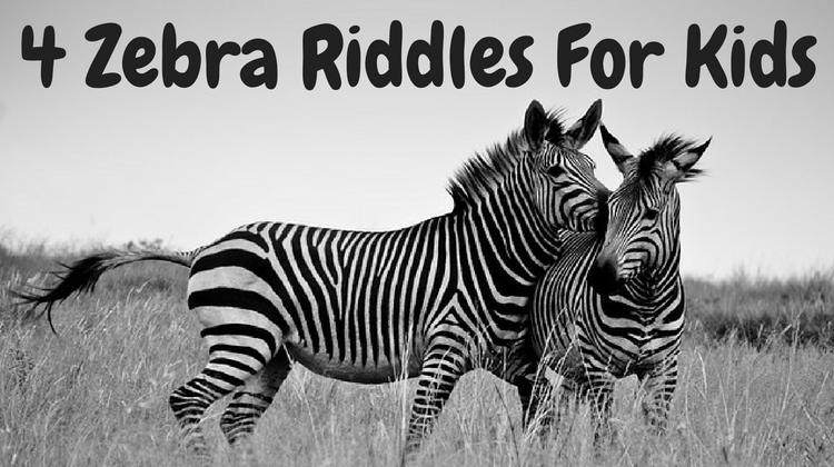 Zebra Riddles